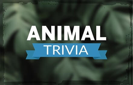 Animal Trivia